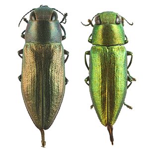 Melobasis simplex, PL3104, PL1193, female and male, from Acacia pycnantha